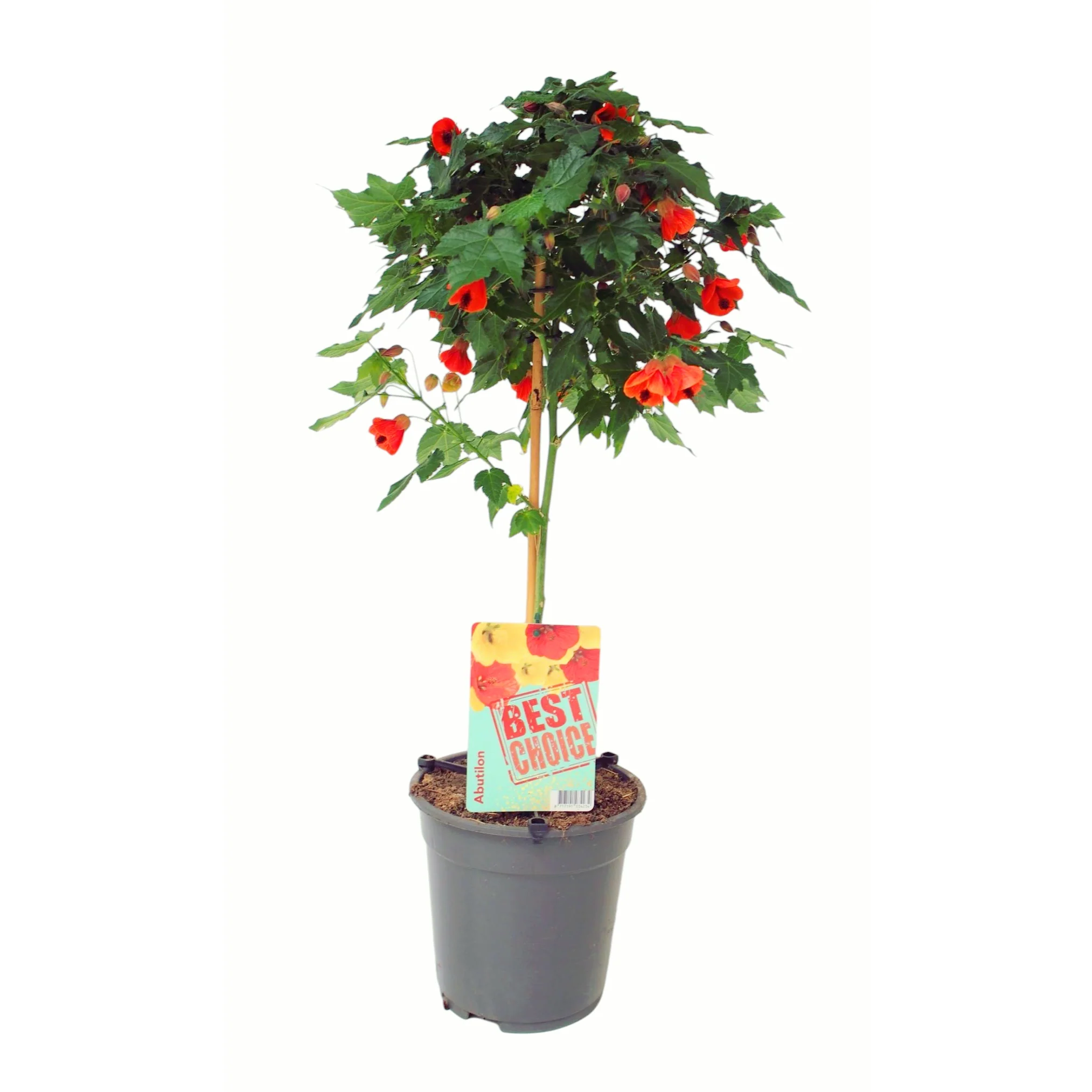 Abutilon 'Orange’ (Red Trumpet) Floarea artar
