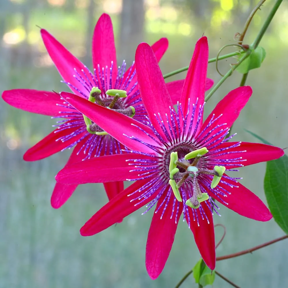 Passiflora 'Pura Vida’ – floarea pasiunii