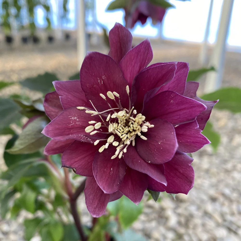 Helleborus orientalis Pretty Ellen – flori duble