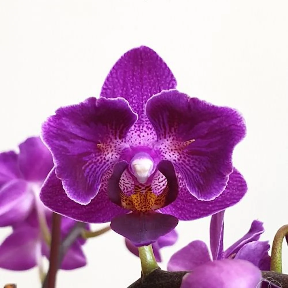 Phalaenopsis Sogo Yenlin 'Coffee’ (peloric & variegata)