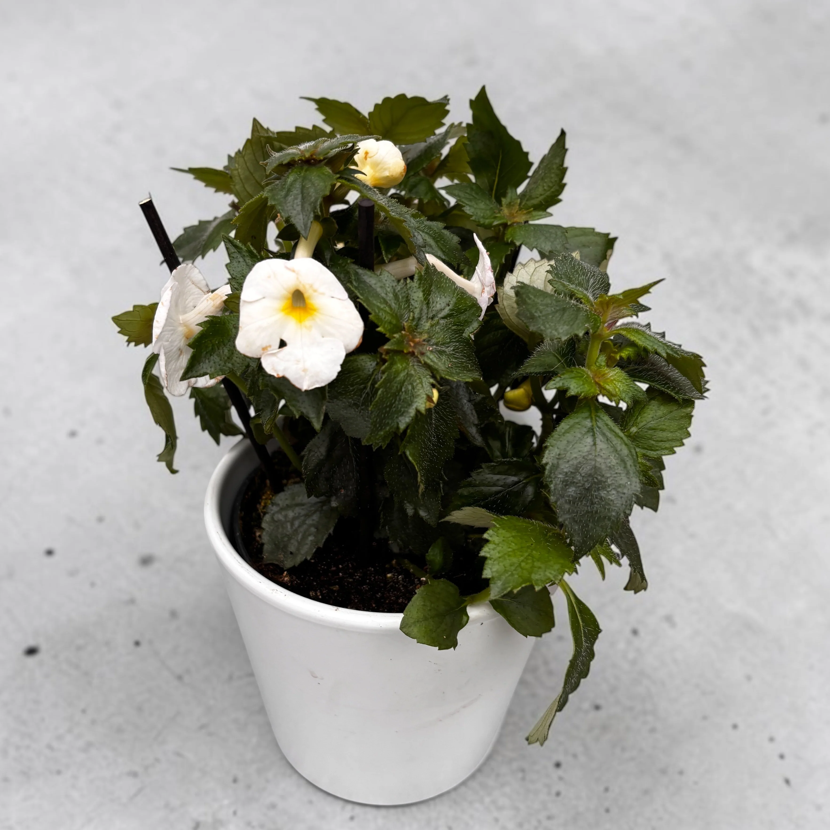 Achimenes ‘Golden Butterfly’ – achimenes cu flori alb-crem