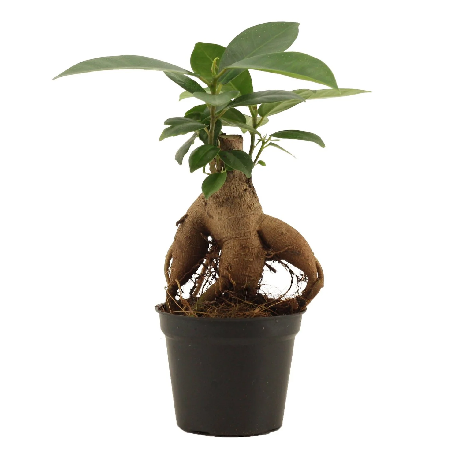 Bonsai – Ficus Microcarpa Ginseng mini