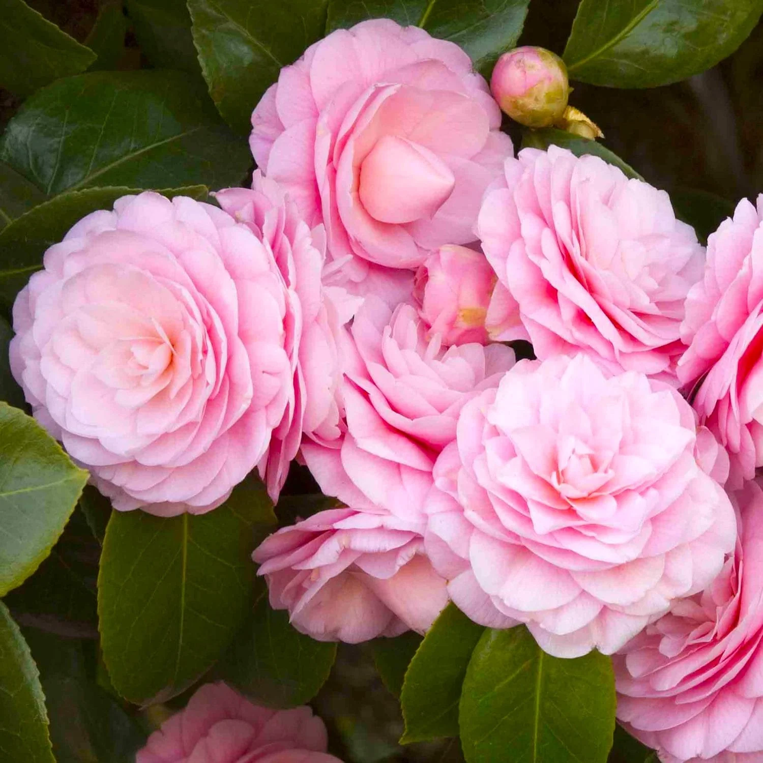 Camellia japonica 'Pearl Maxwell’ – floare dubla roz (rezistenta la inghet)