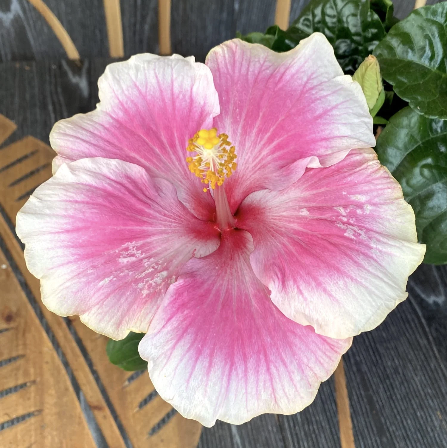 HIbiscus Tahiti – 2 plante/ghiveci