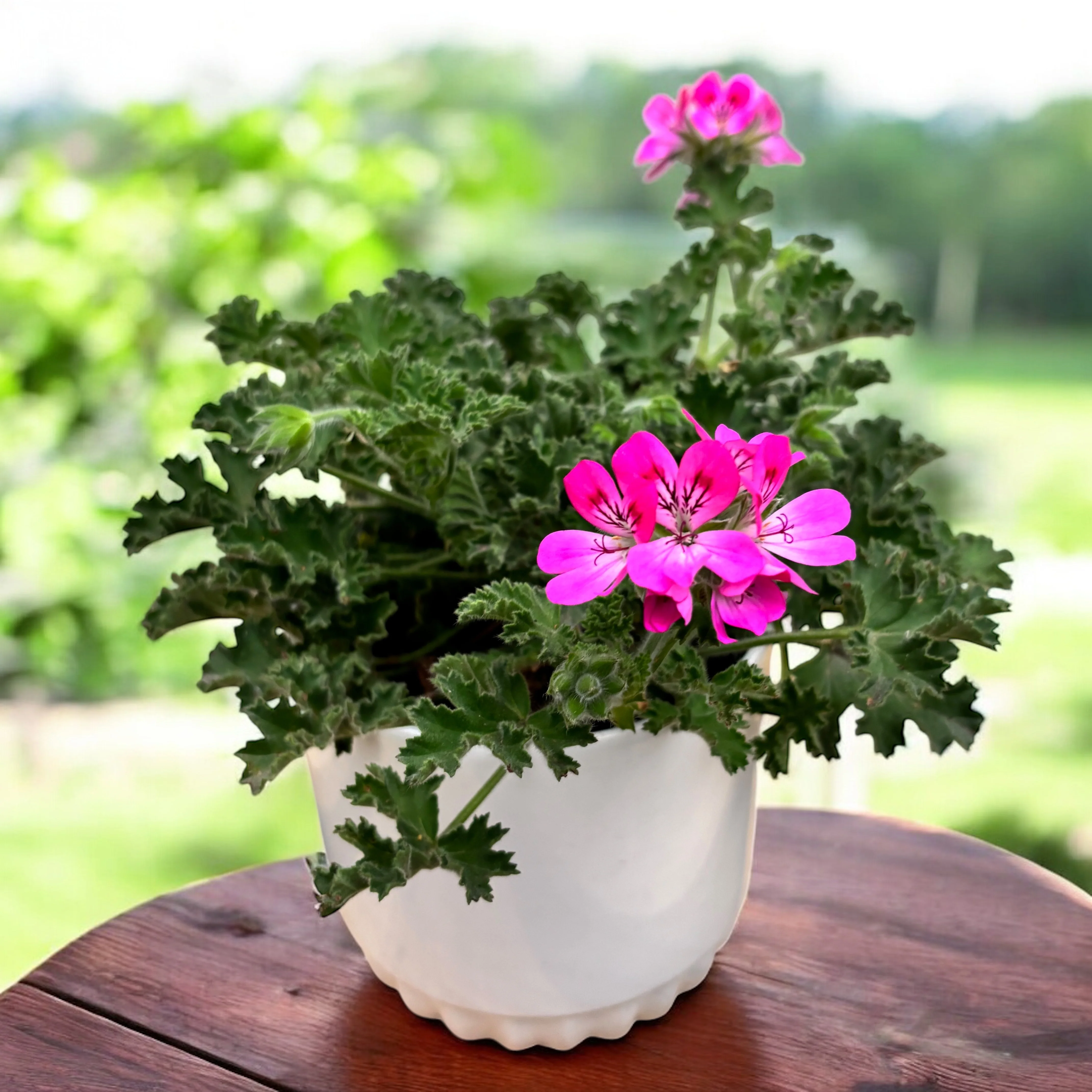 Muscate parfumate – Scented Geranium ‘Isko Rose’ (parfum de trandafiri)
