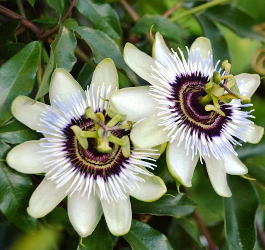 Passiflora 'Beauty of Hannover’ (floarea pasiunii)