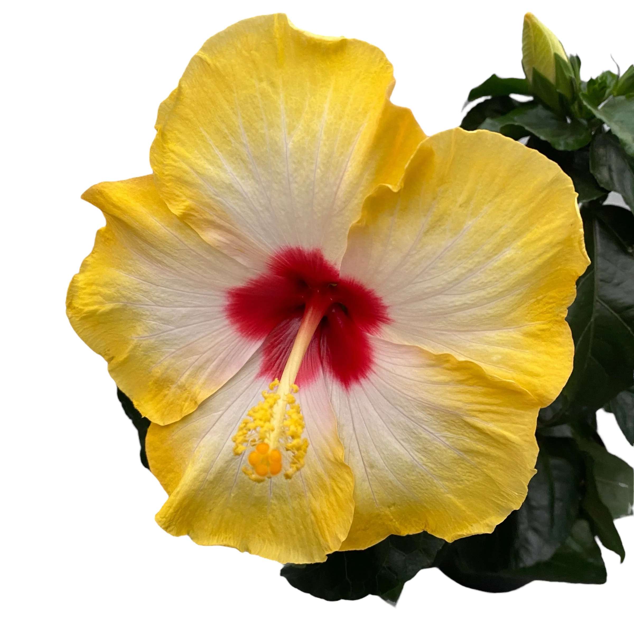 Hibiscus Hawaii „Long Life” Surf – flori XL 2pp