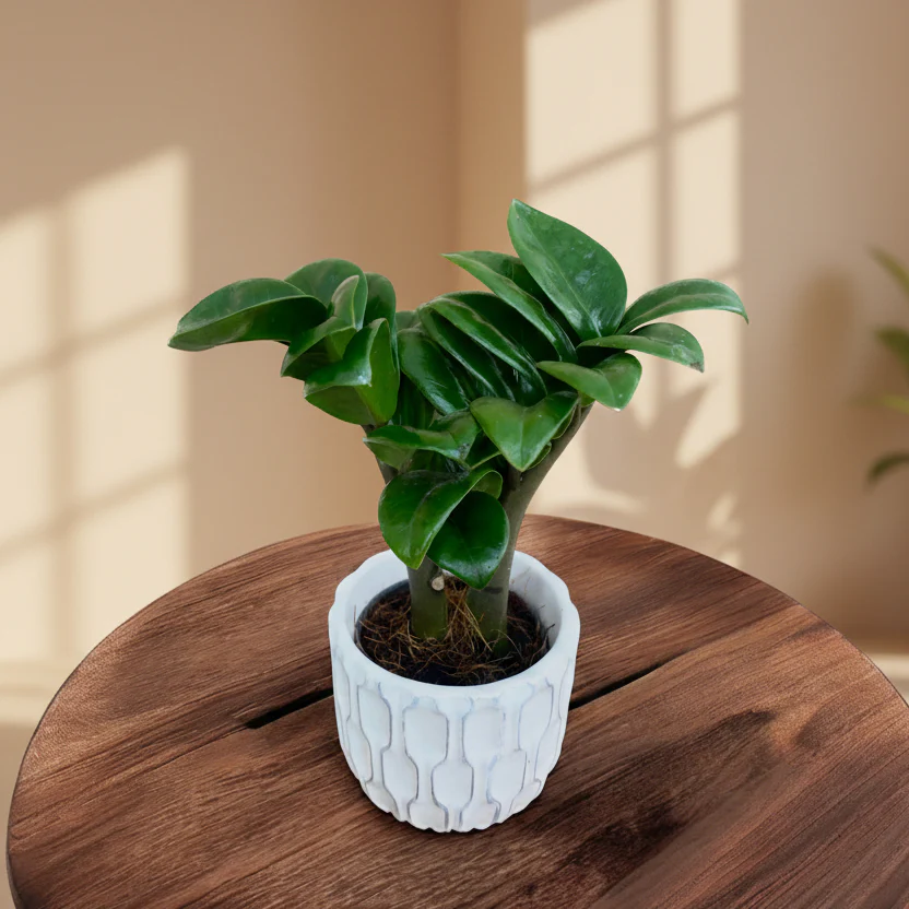 Zamioculcas Zenzi D6 *babyplant (2 plante/ghiveci)