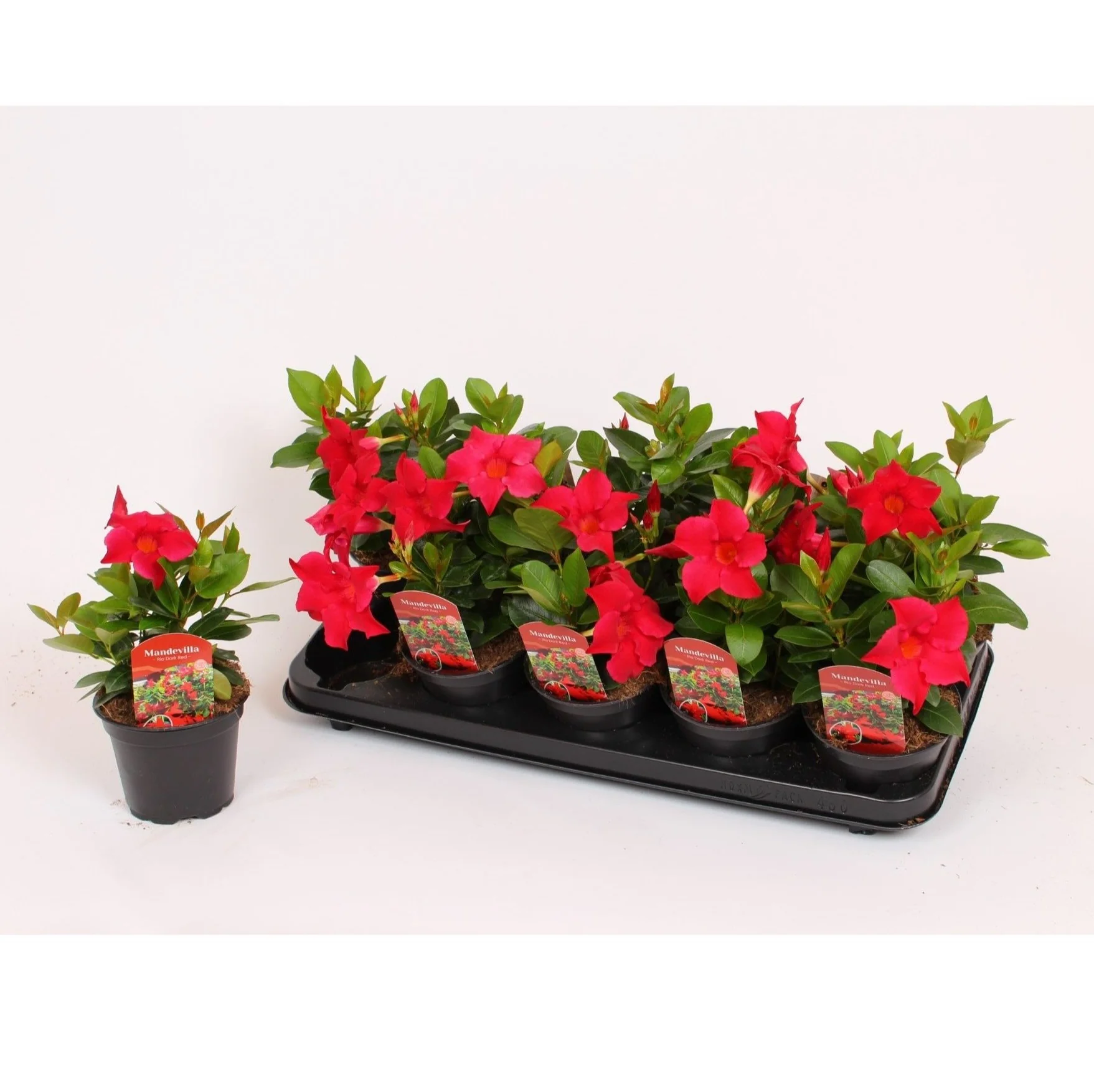 Mandevilla Rio Dark Red – Dipladenia rosie (flori parfumate)