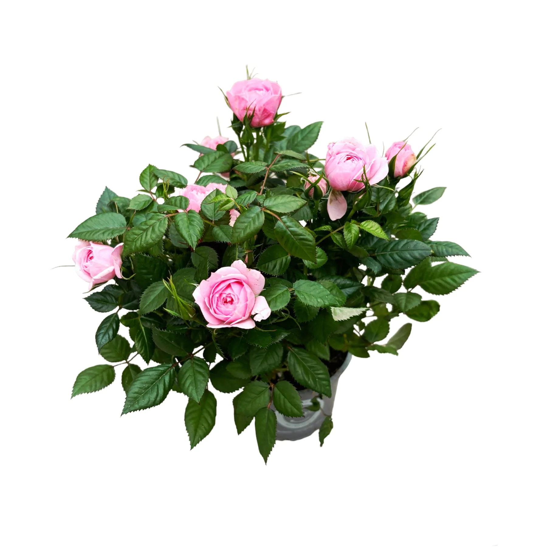 Trandafiri pitici Rosa Kordana® Harmonie 3-4 plante/ghiveci