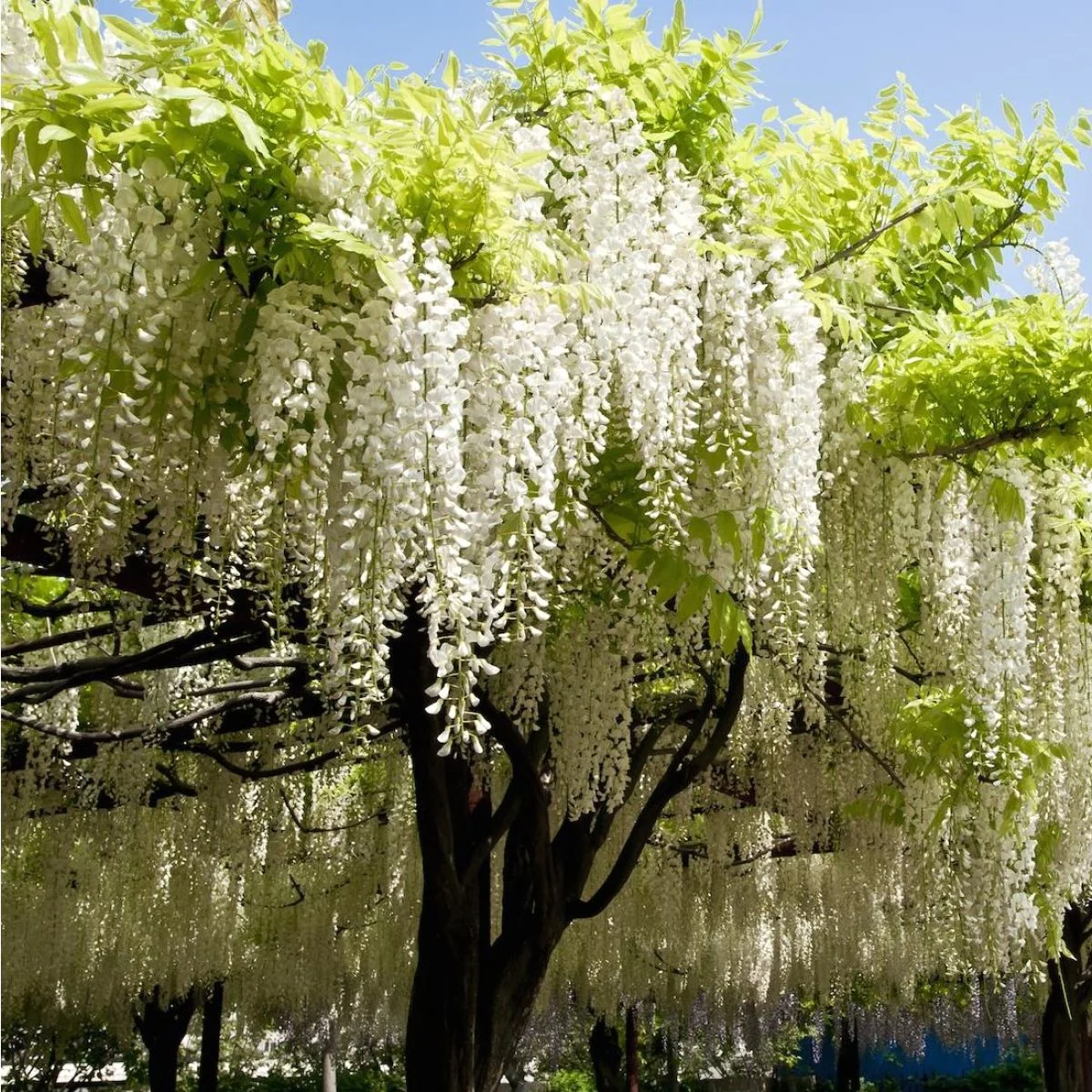 Glicina cu flori albe de mari dimensiuni – Wisteria floribunda 'Longissima Alba’ (flori parfumate)
