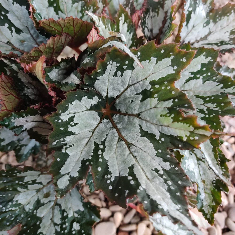 Begonia 'Sumatra Green’