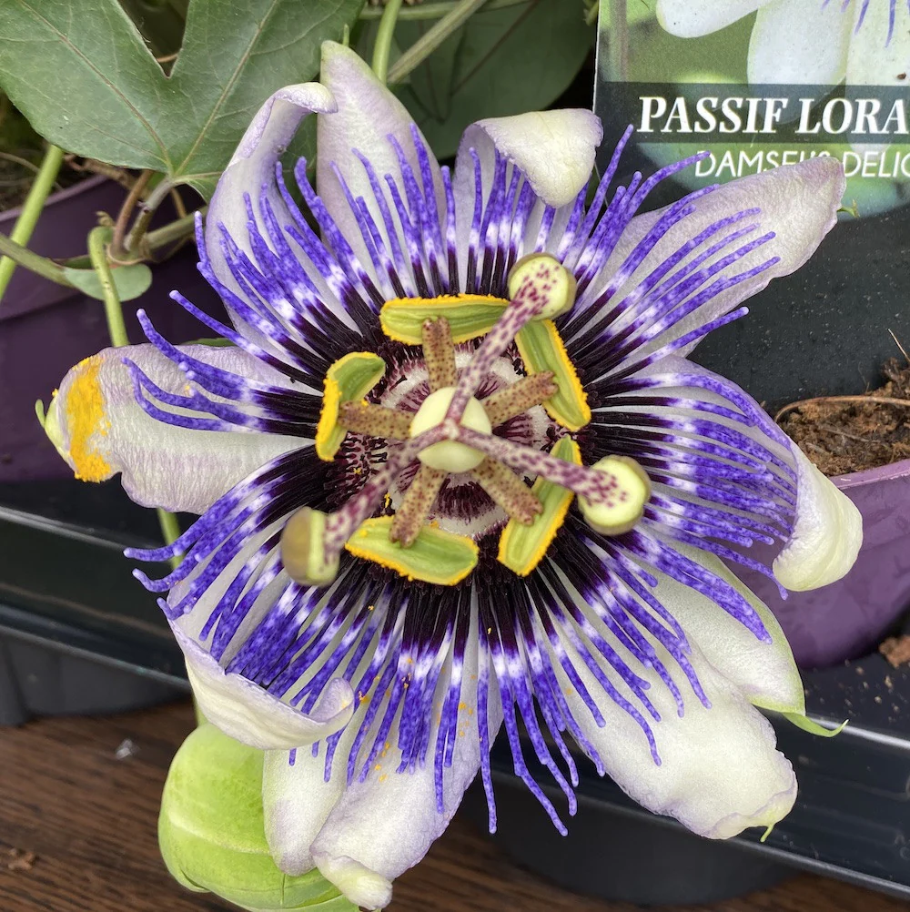 Passiflora Damsel’s Delight – fructul pasiunii (floarea pasiunii)