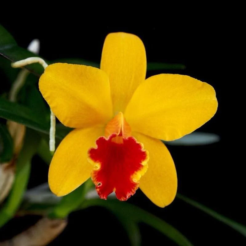 Cattleya Seagulls Beaulu Queen 'CT-Hui Ya’ parfumata