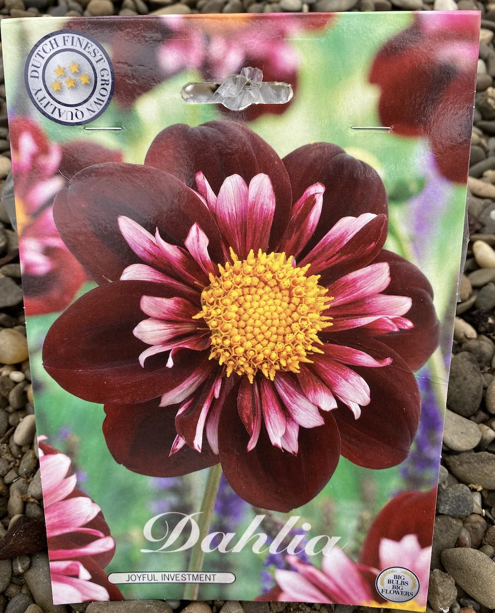 Bulbi de dalie – Dahlia Joyfull Investment (1 tubercul)
