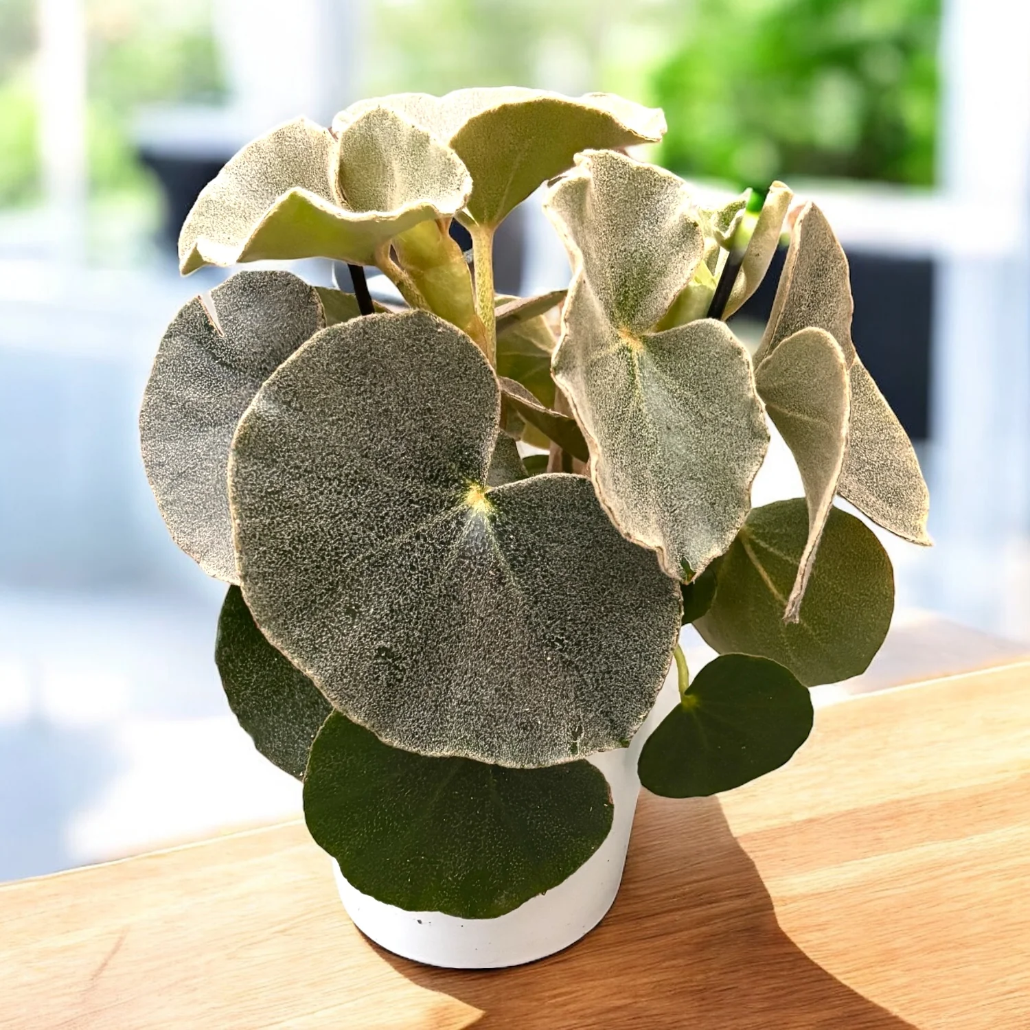 Begonia venosa (Lunar Mist) – specie botanica rara, cu frunzis catifelat