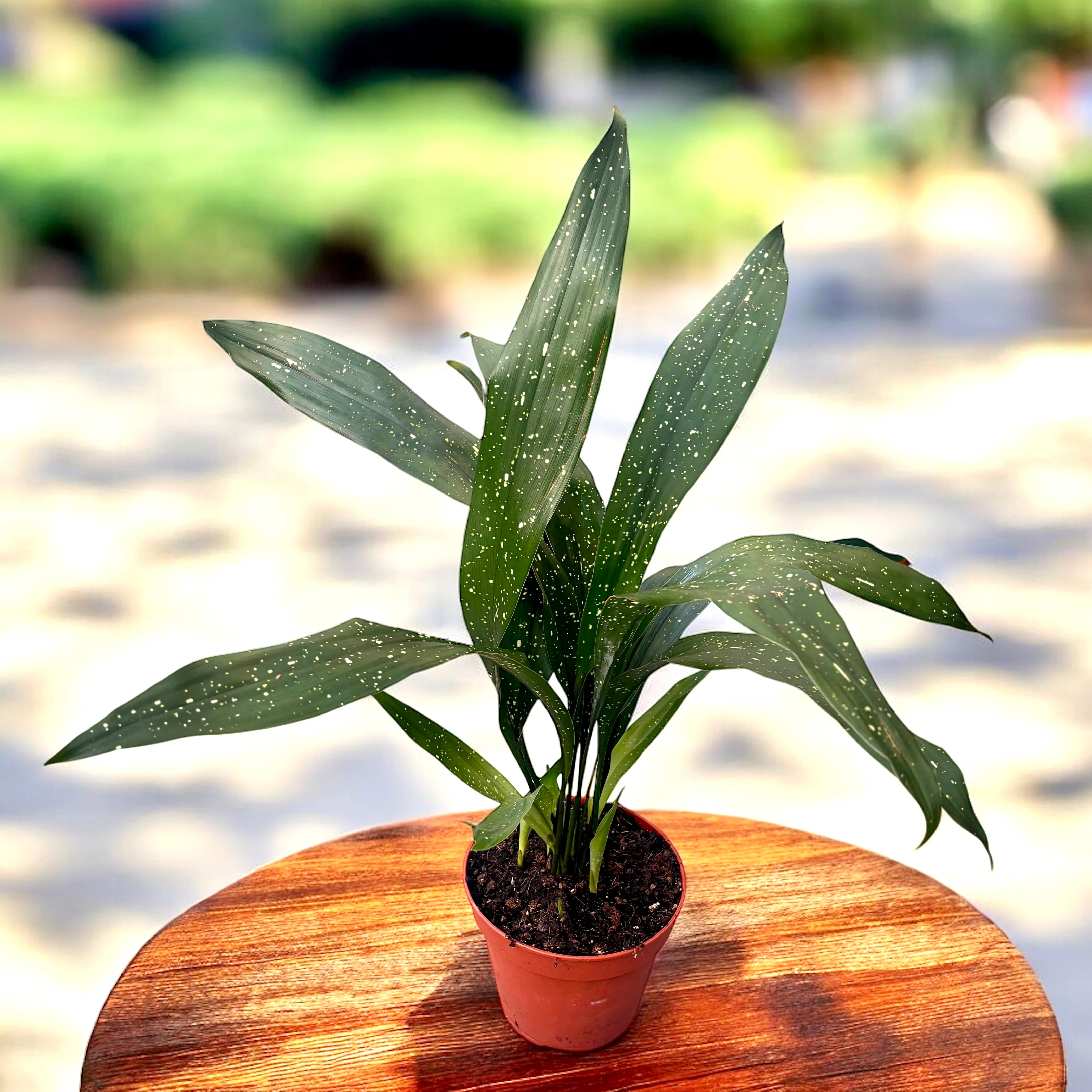 Aspidistra elatior minor 'Milky Way’
