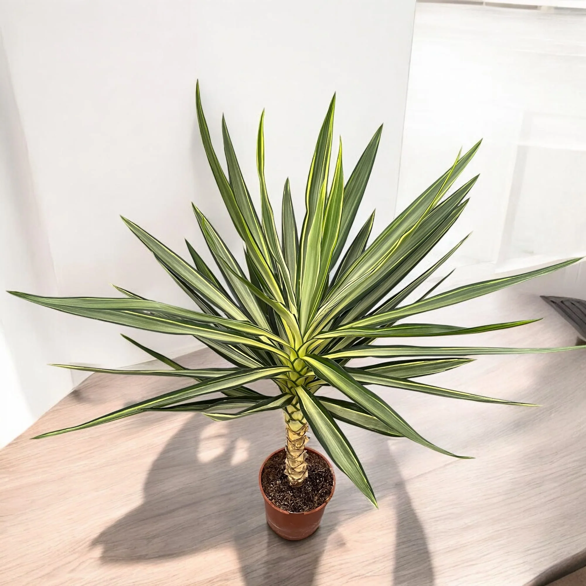 Yucca elephantipes 'Emilia’ (variegata) – H 110 cm