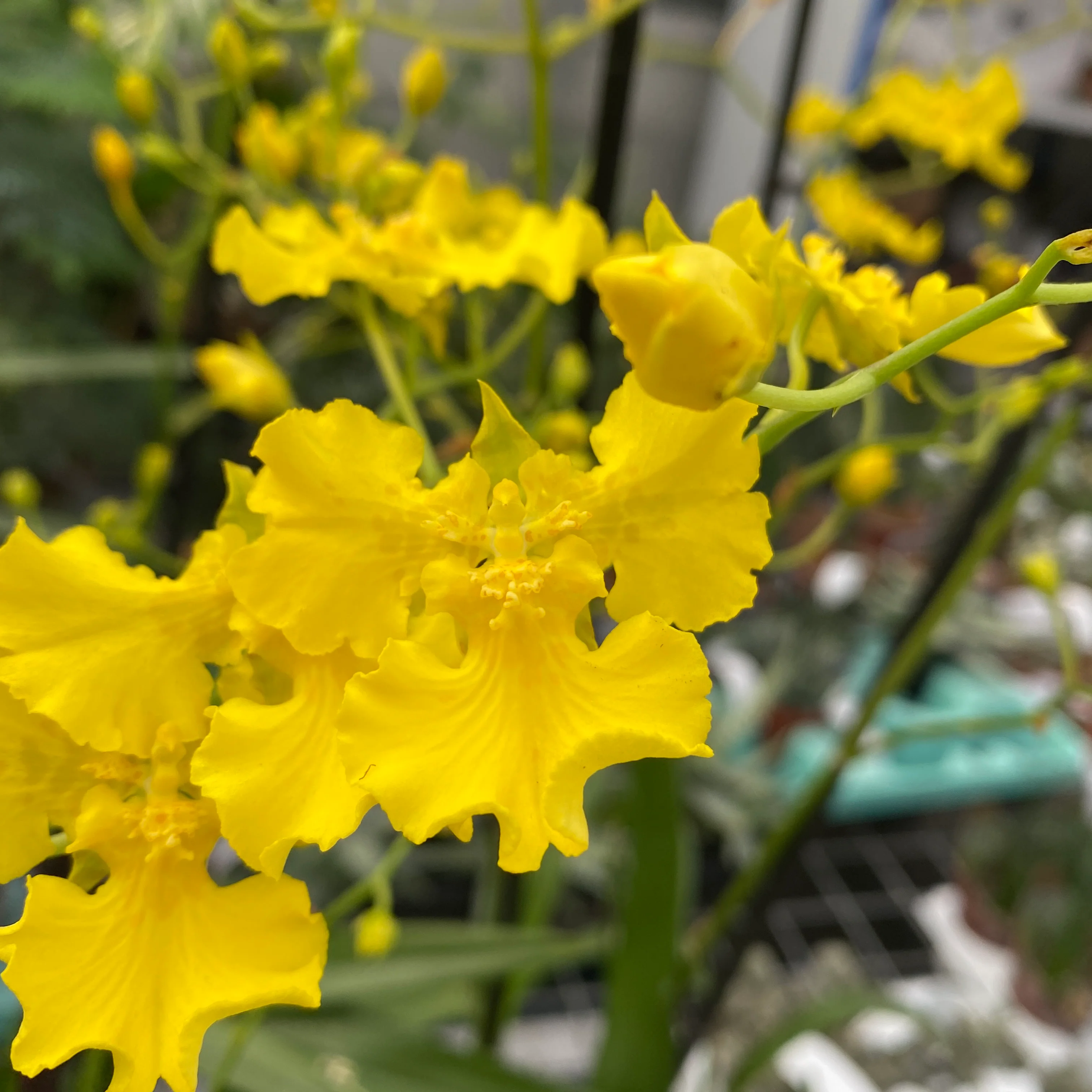 Oncidium Lemon Heart (Dancing Lady Orchid)