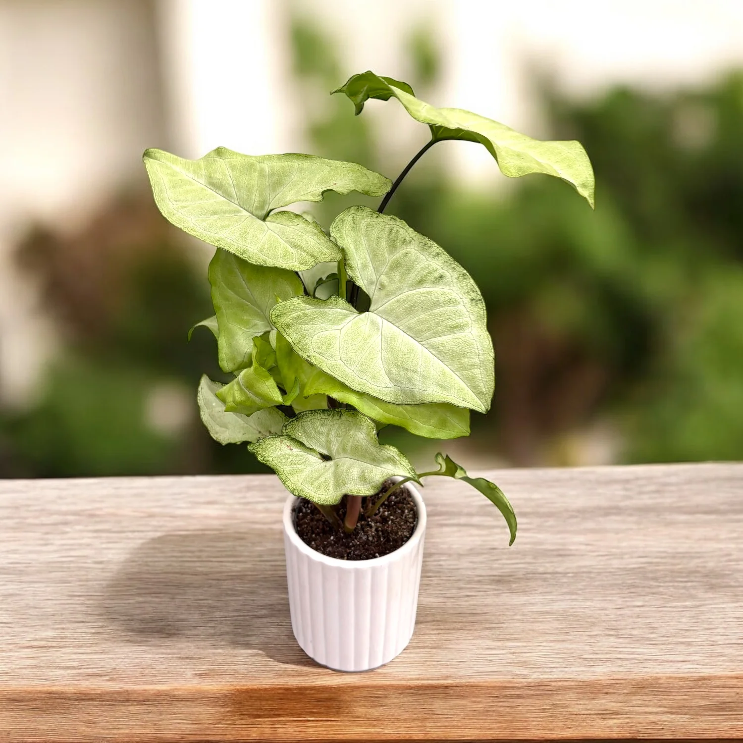 Syngonium White Butterfly (babyplant)