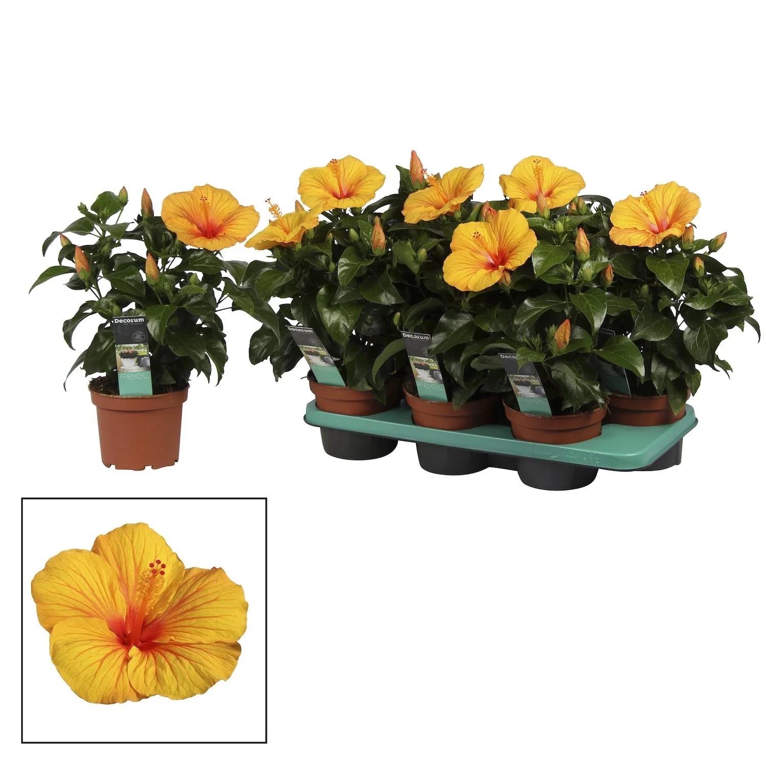 Hibiscus rosa-sinensis Safari – 2 plante/ghiveci