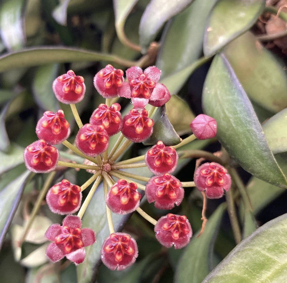 Hoya 'Rosita’
