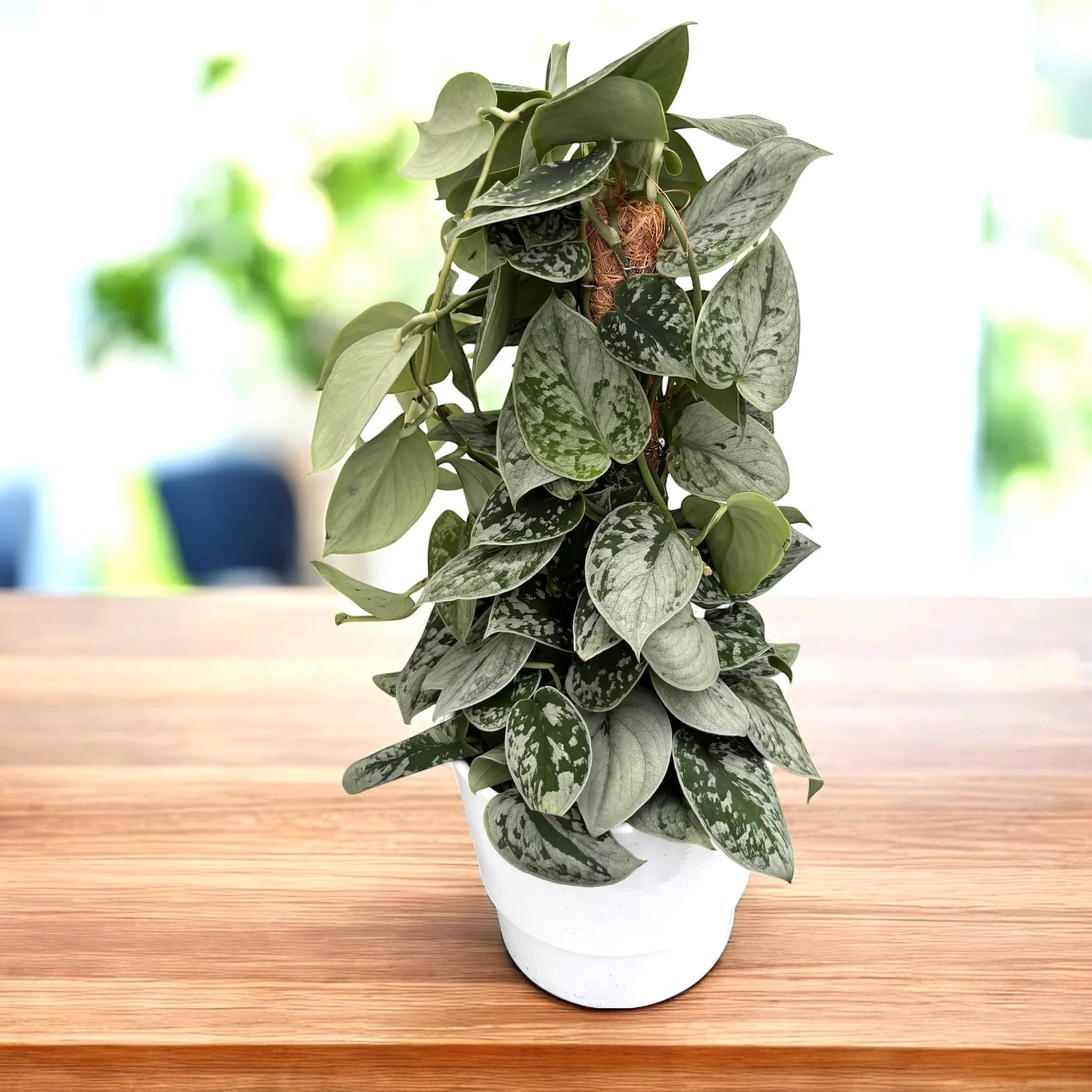 Scindapsus pictus 'Silvery Ann’ (7-8 plante/ghiveci)