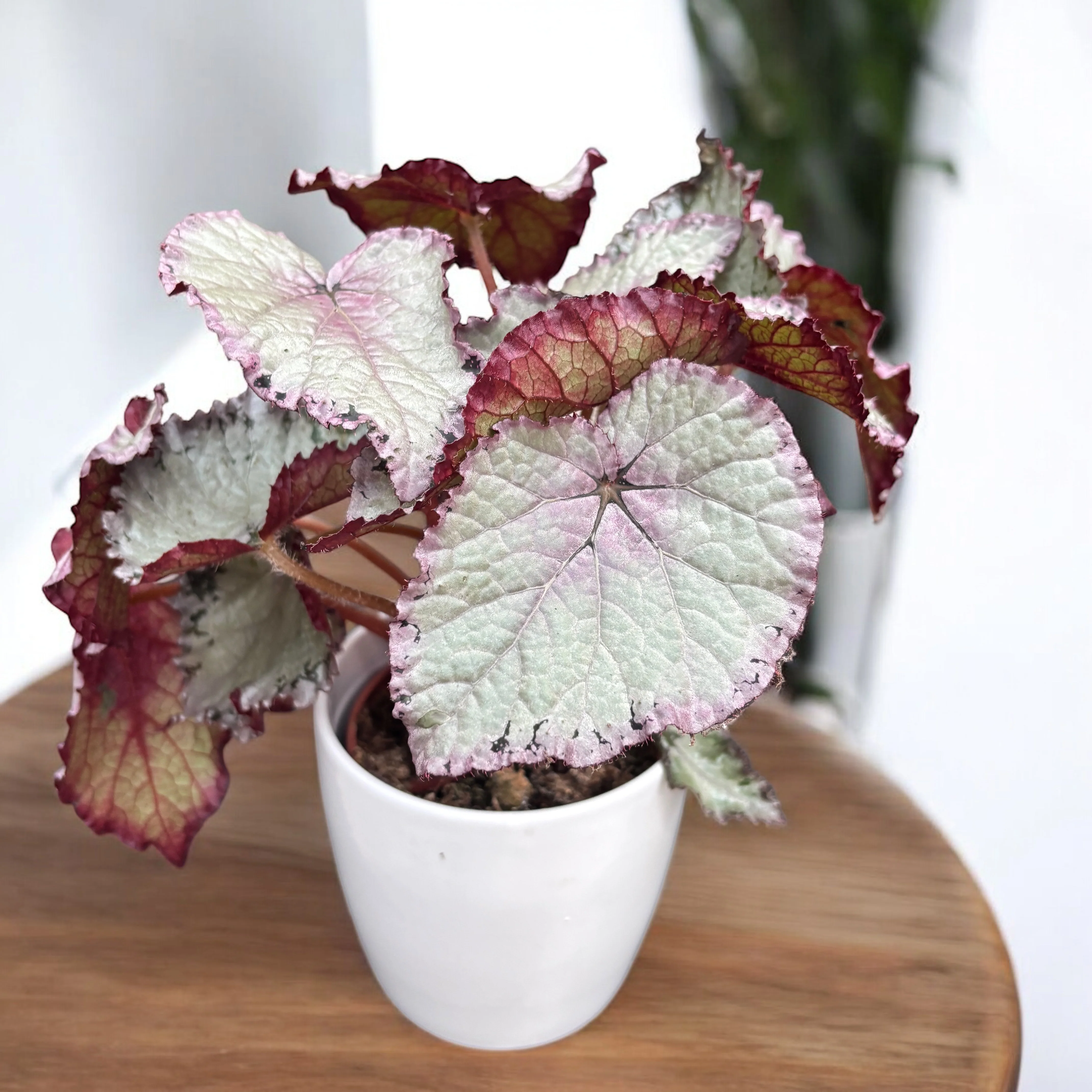 Begonia 'Hawaiian Silver’