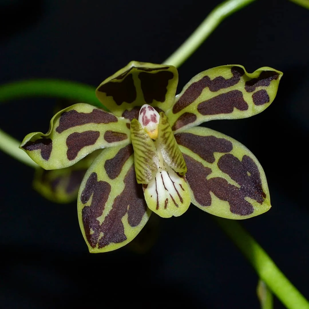 Grammatophyllum Scriptum