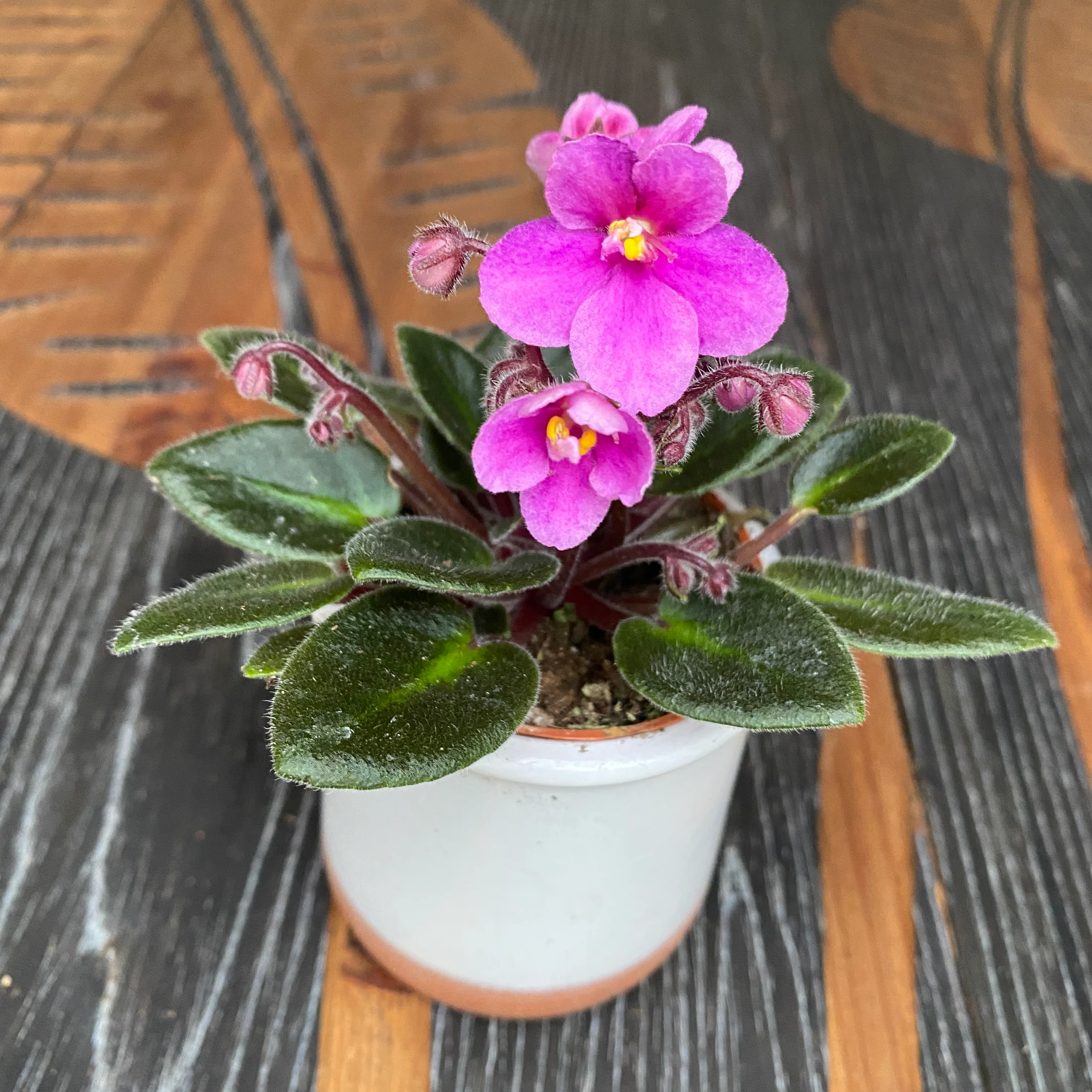 Violete roz – Saintpaulia Jenny Dark Rose (mini)