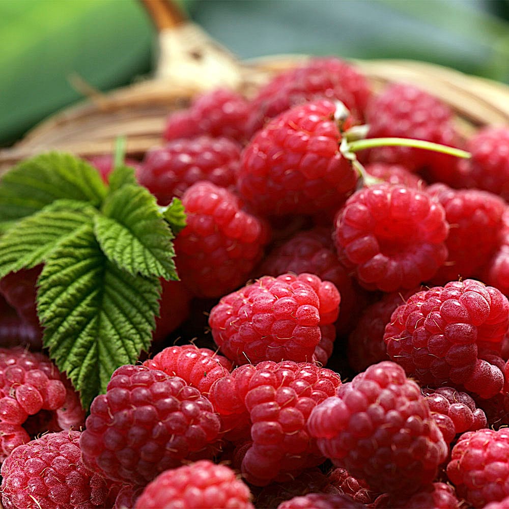 Zmeur timpuriu cu productivitate constanta – Rubus Idaeus 'Malling Promise’
