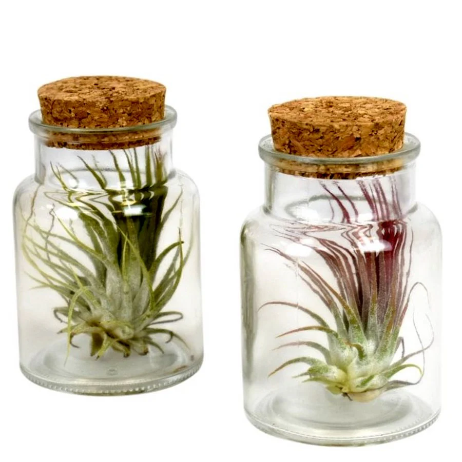 Tillandsia AirPlant in sticla