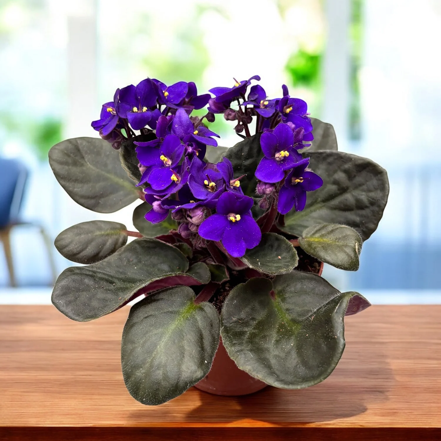 Violete – Saintpaulia Inova Spectra Blauw