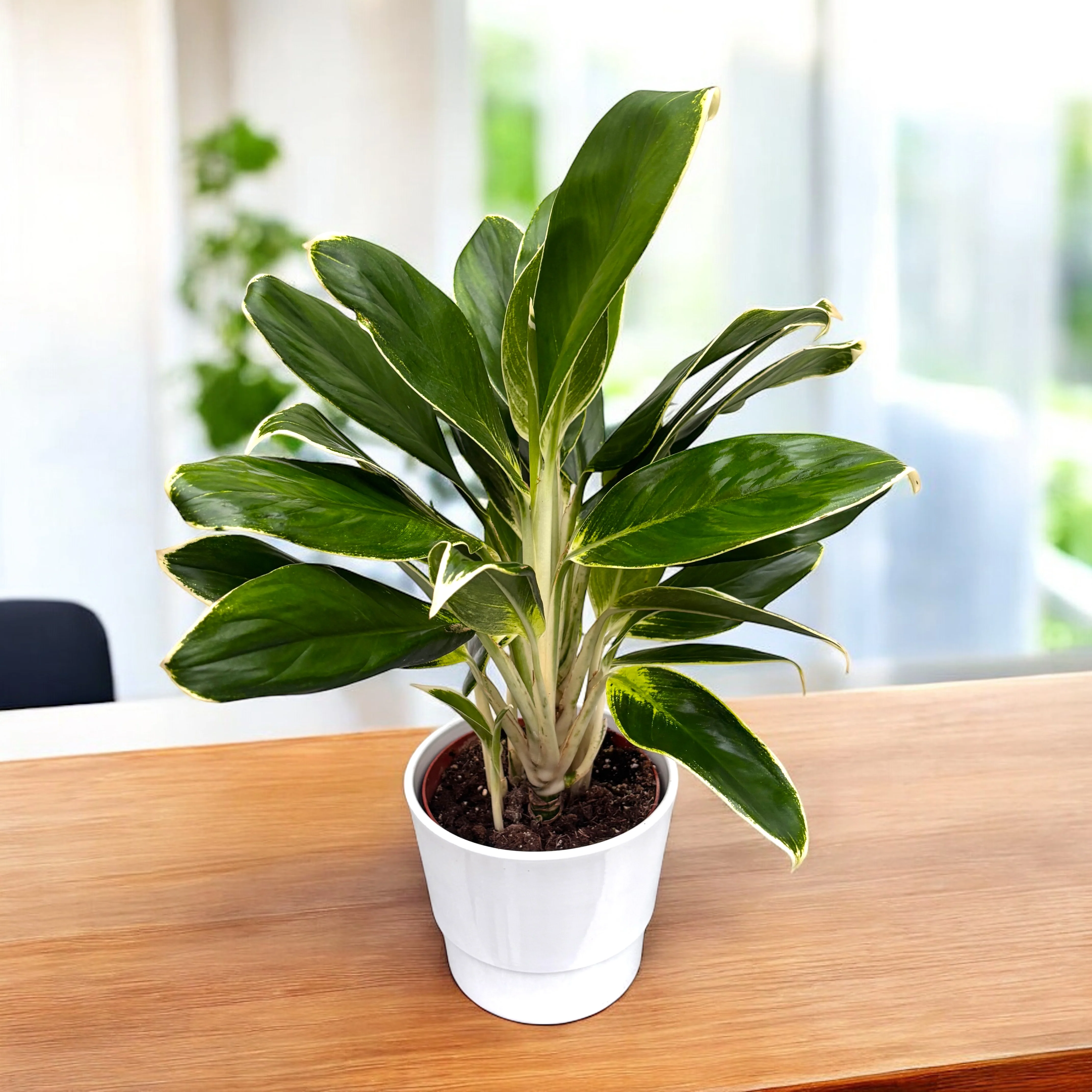 Aglaonema ‘White Lime’ – exemplare XL