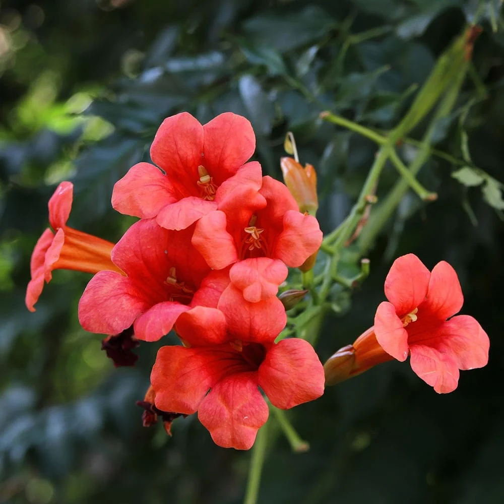 Campsis radicans 'Flamenco’ – Luleaua turcului orange
