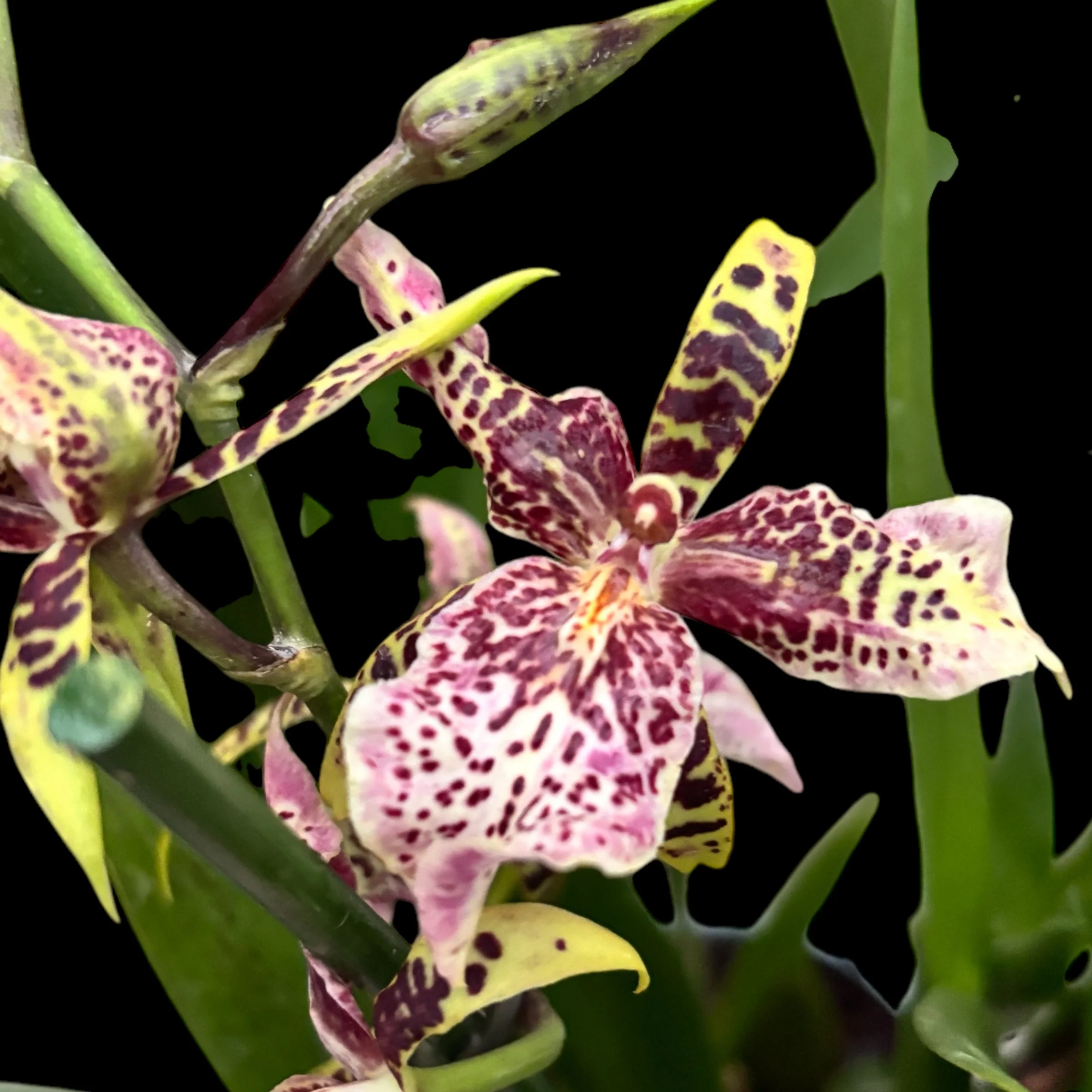Aliceara Estrelita-Tahoma Glacier