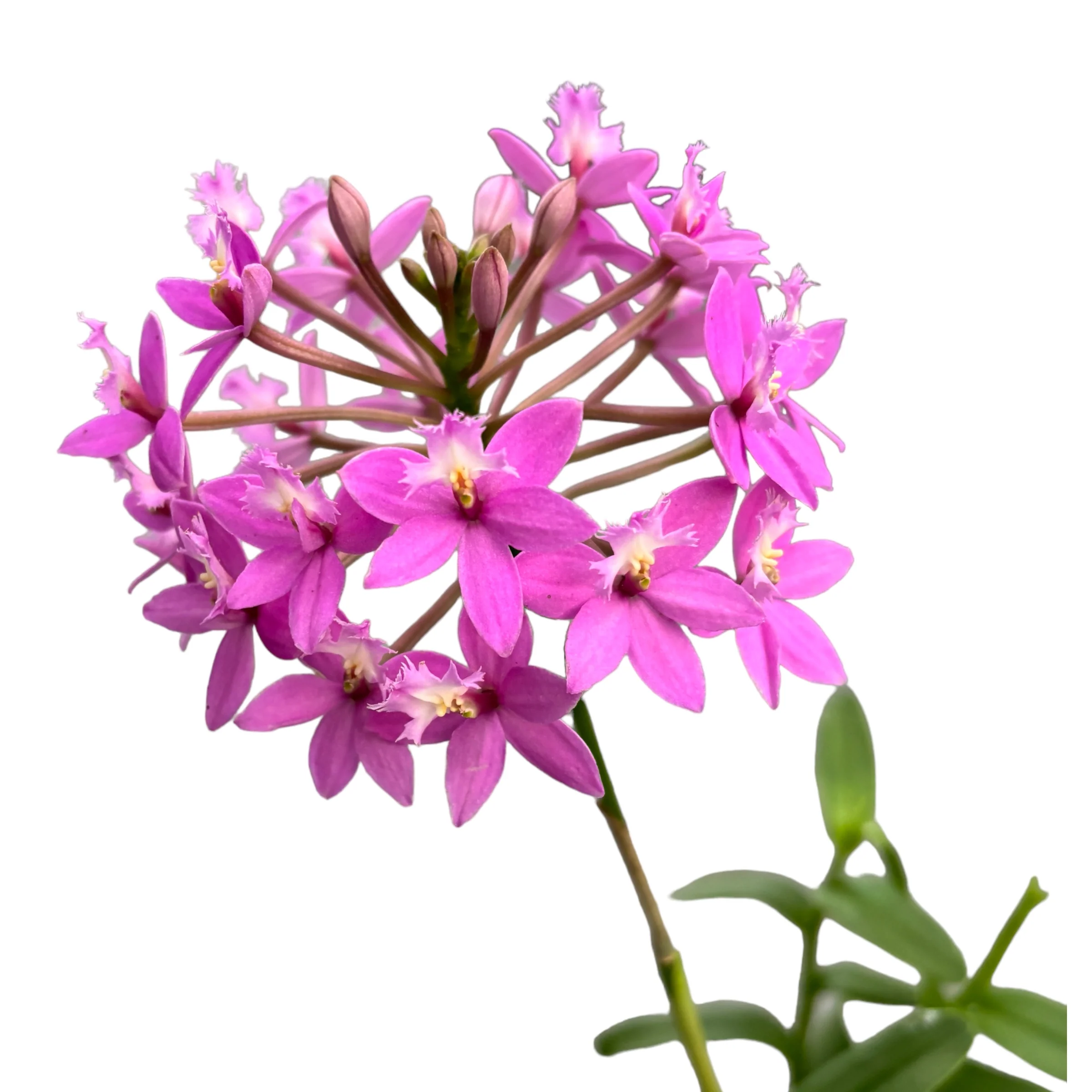 Epidendrum radicans Pink – exemplare dezvoltate