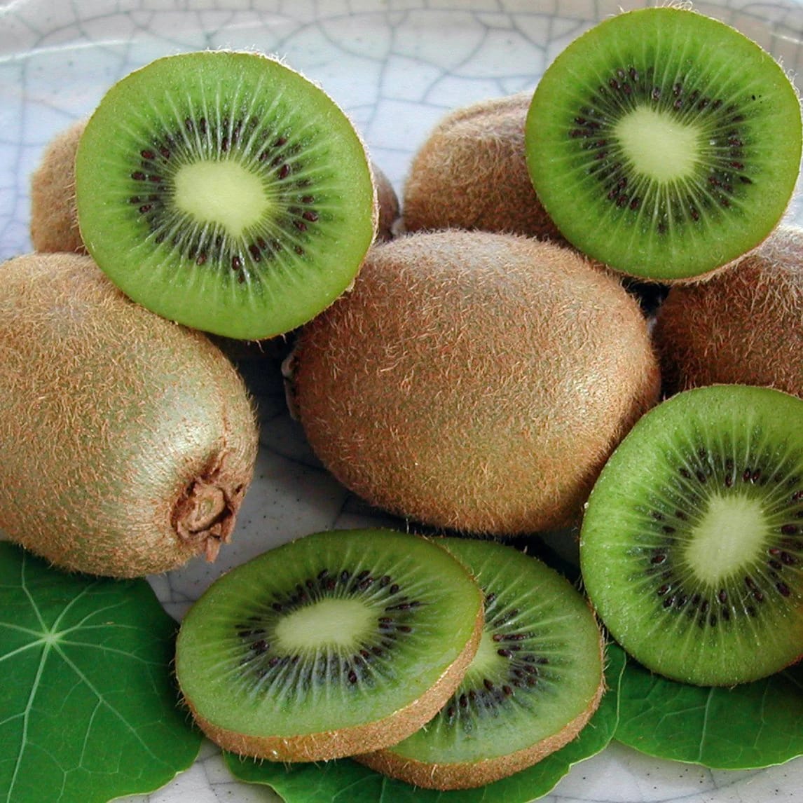 Kiwi – Actinidia deliciosa 'Hayward’ (femela)