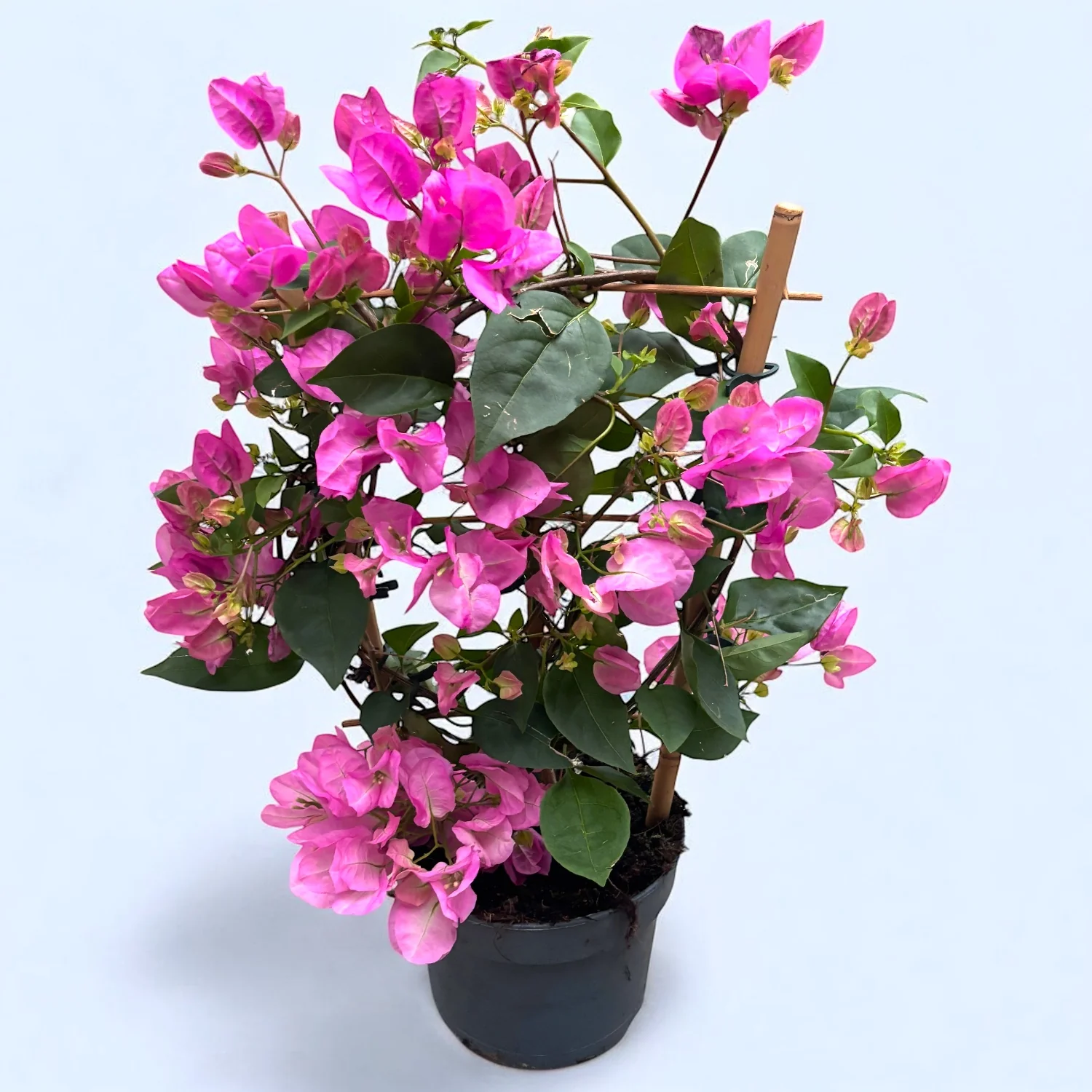 Bougainvillea 'Vera Light Pink’ – Floarea de hartie roz