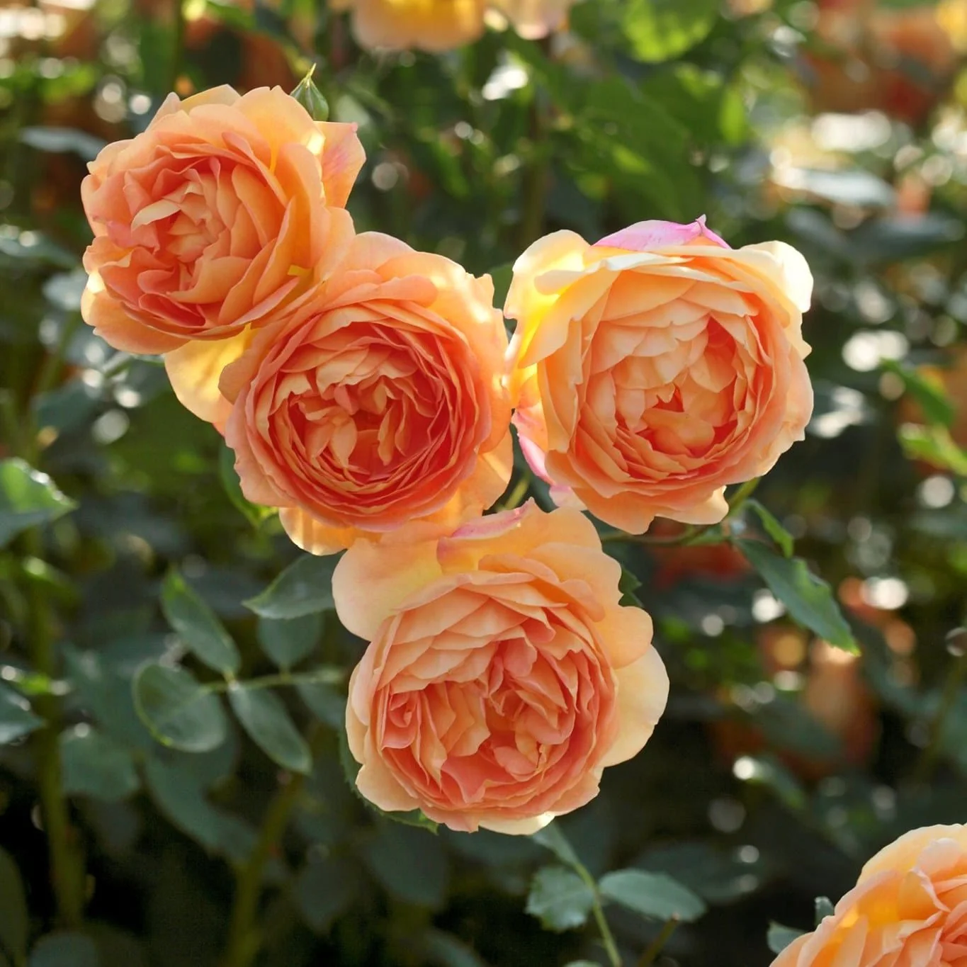 Rosa ‘Lady of Shalott’® – Trandafir englezesc, David Austin
