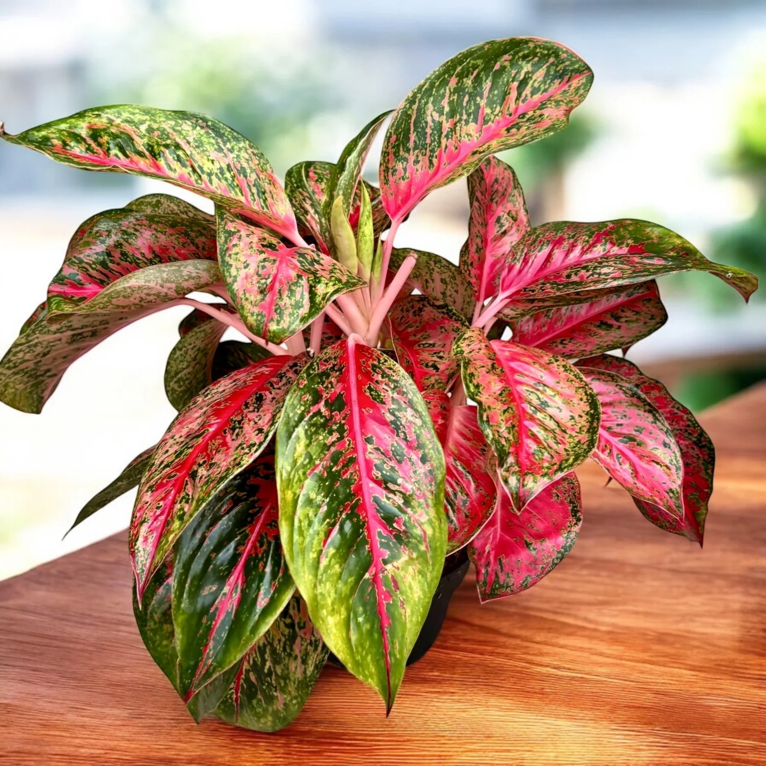 Aglaonema 'Beauty’ – exemplare XL