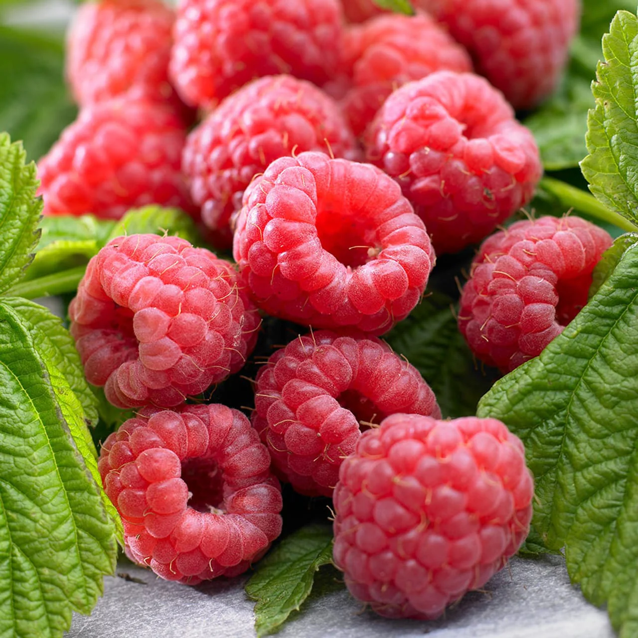 Zmeur de toamna – Rubus idaeus 'Autumn Bliss’