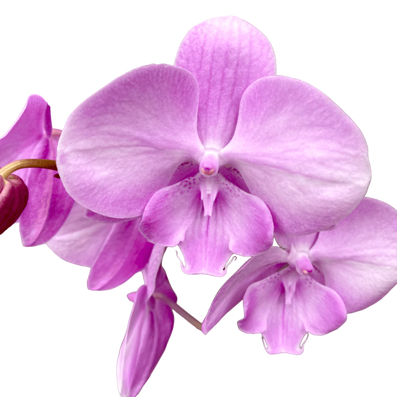 Phalaenopsis Miki Ribbon – big lip