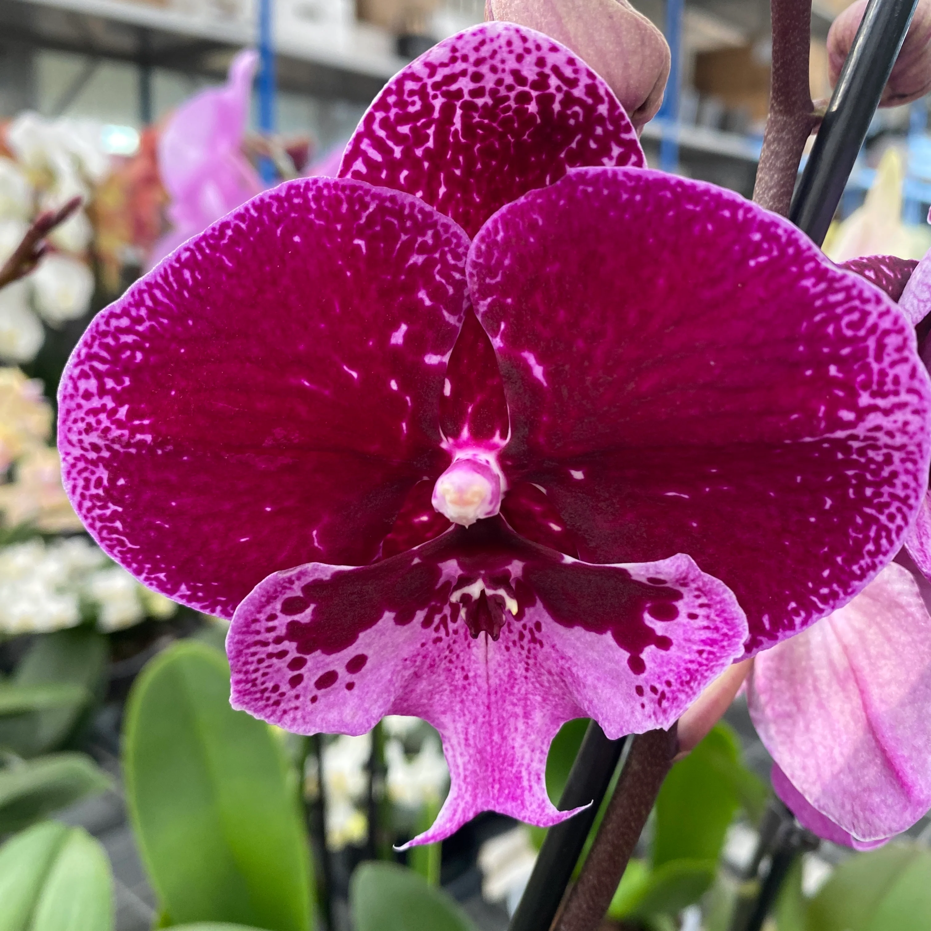 Phalaenopsis 'Limited 19′ big lip