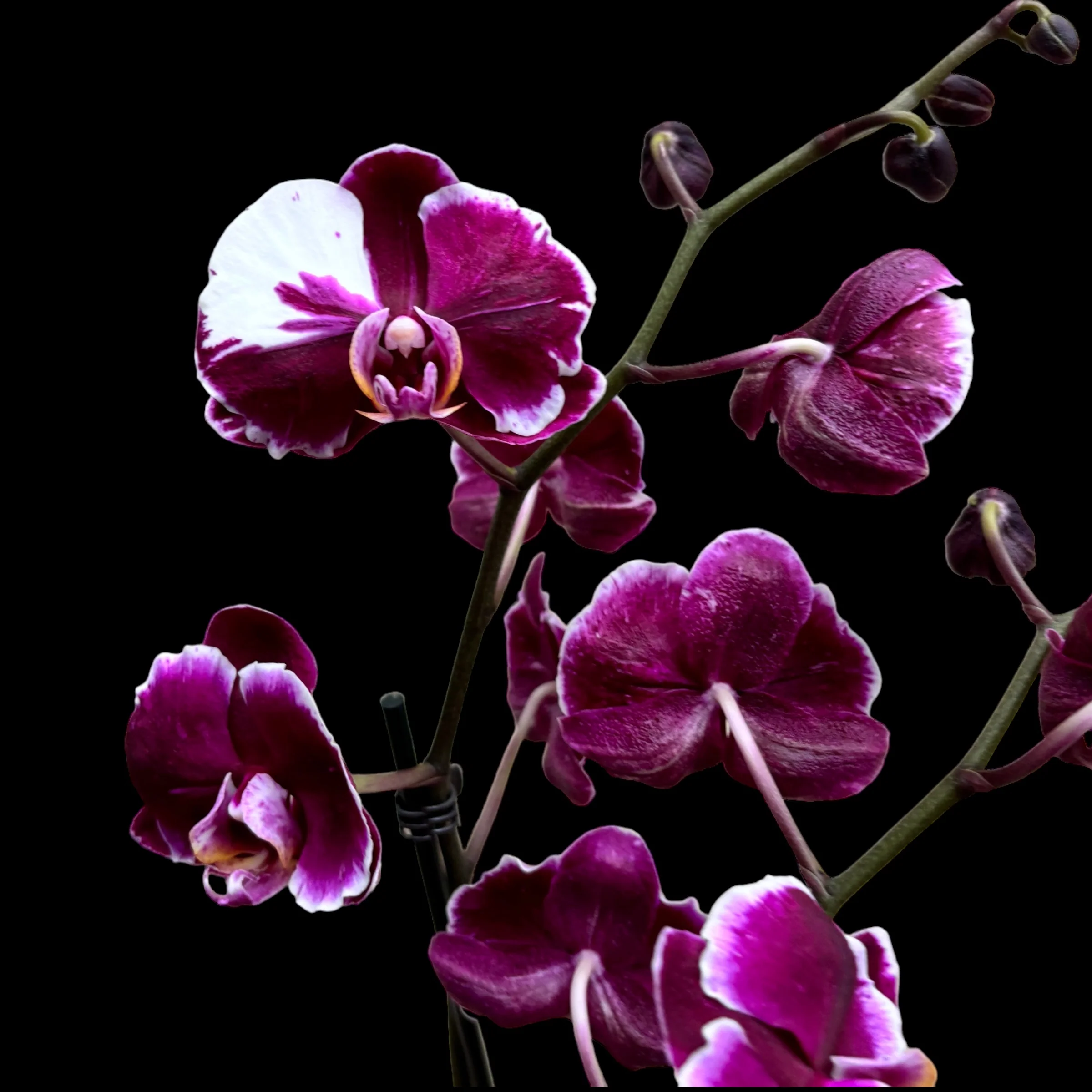 Phalaenopsis Chiada Stacy Chocolate Drop (Ph. Magic Art – Dark Solid)