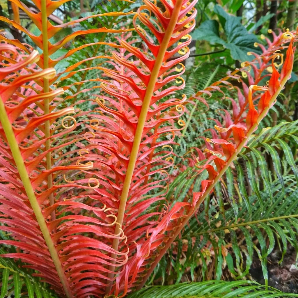 Blechnum brasiliense ‘Volcano’ – feriga braziliana cu frunze rosii