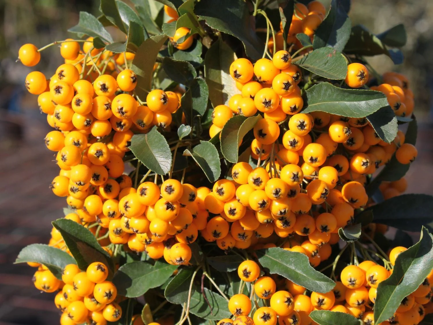 Pyracantha 'Soleil dOr’ (evergreen – verde tot anul)