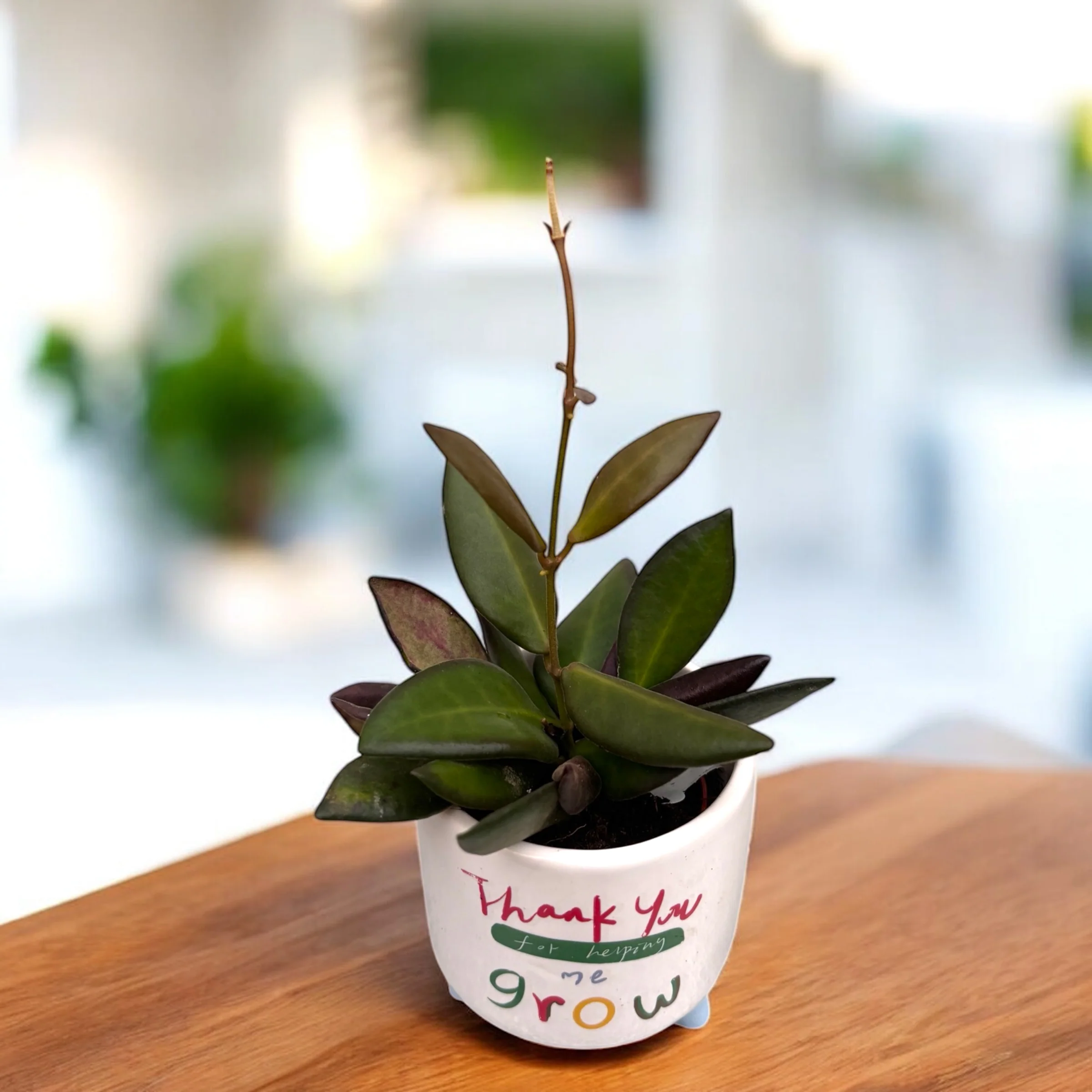 Hoya 'Rosita’ (Red leaves) D6 – flori parfumate