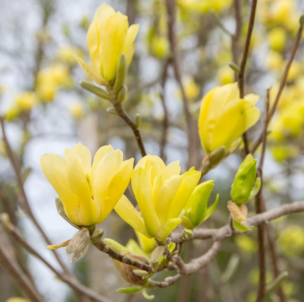 Magnolia Yellow River H130 cm – flori galbene parfumate