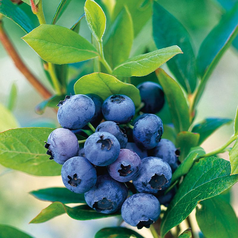 Afin productiv in ghiveci – Vaccinium corymbosum 'GoldTraube’ D19